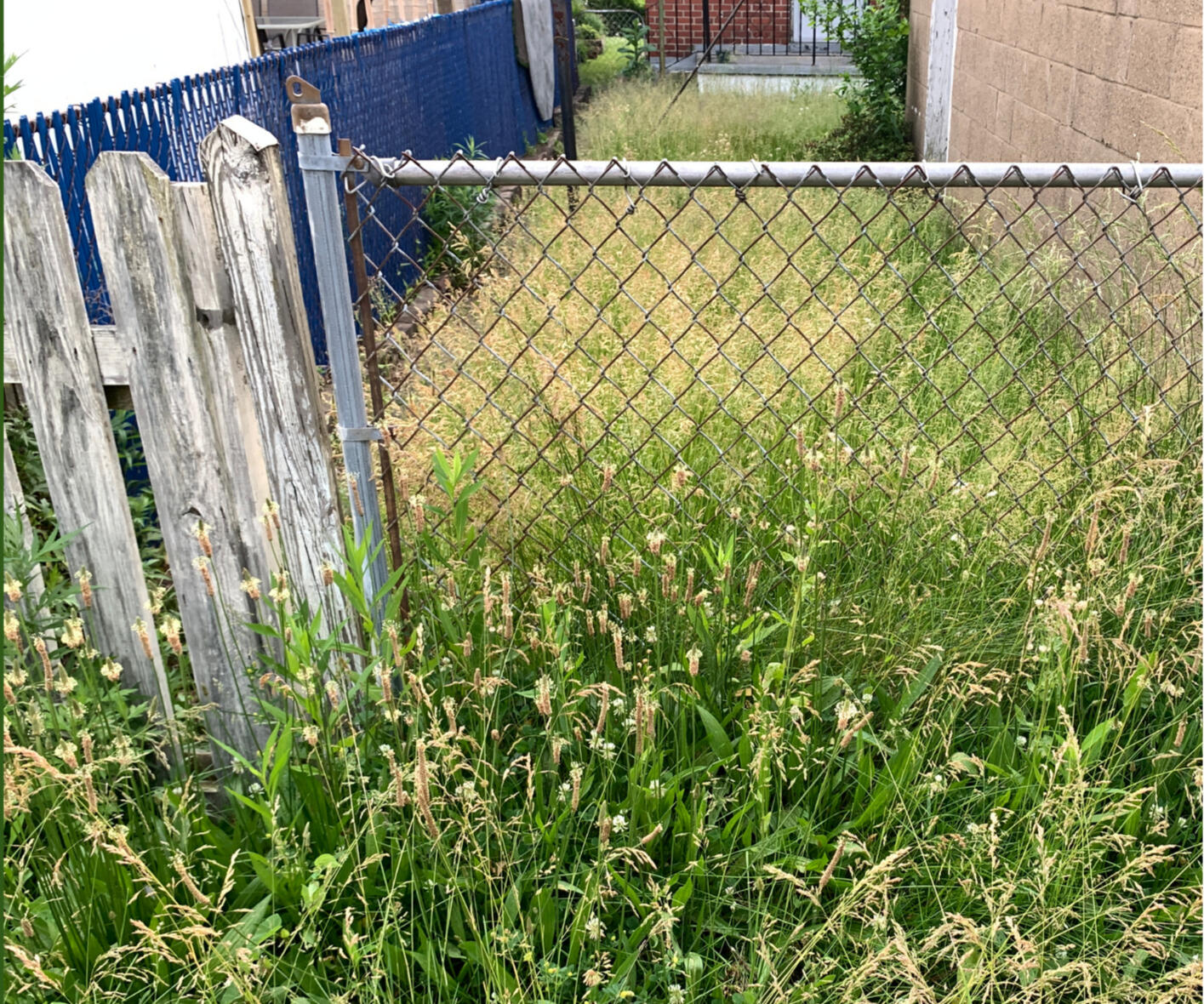 OVERGROWN YARD